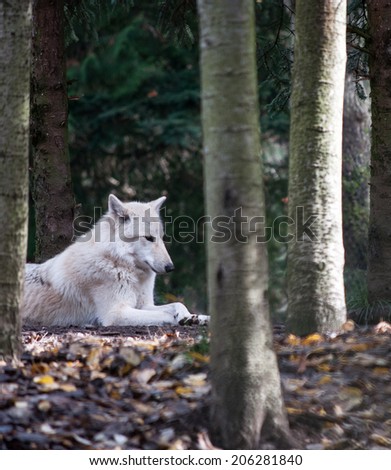 A white wolf relaxing in the forest