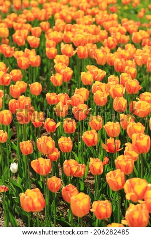 red orange tulips in the garden, spring flowers in the park, Moscow, Russia