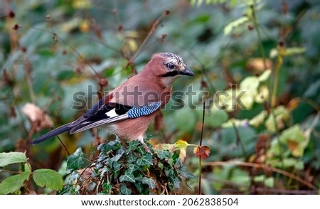 Eurasian Jay searching for food in the woods
