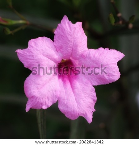 Ruellia flower is an ornamental plant which is also used as a medicinal plant.