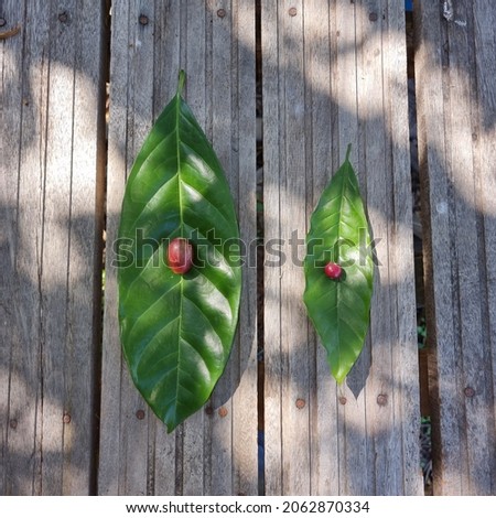 Comparison of Liberica Coffee and Arabica Coffee based on different size of coffee cherry and leaf size.