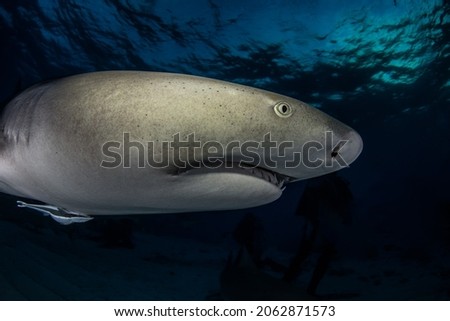 Lemon sharks in the Bahamas are beautiful things 