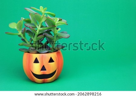 A Jade Plant In A Smiling Halloween Pot With A Green Background.