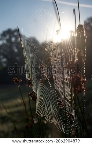 spider web and spider in the grass