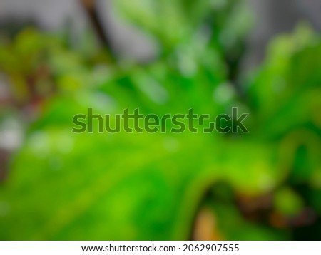 Defocused abstract background of leaves