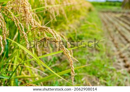 Rice ears that hang down waiting for harvest