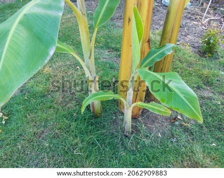Offshoots of a banana fruit plant