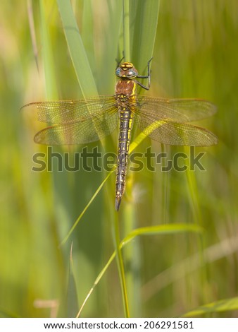 Female Hairy Dragonfly (Brachytron pratense) in National Park the Weerribben in the Netherlands
