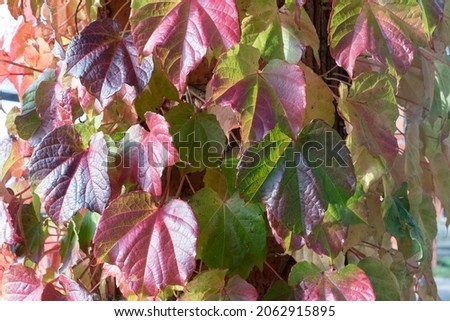 Wild wine in autumn colores close up picture