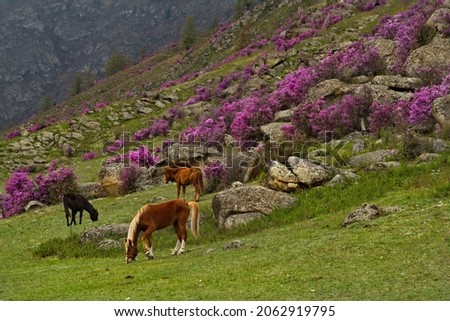Russia. South of Western Siberia. Blooming maralnik on the rocks of the Altai Mountains is a grandiose spring festival, which tourists from all over Russia seek to visit. Royalty-Free Stock Photo #2062919795
