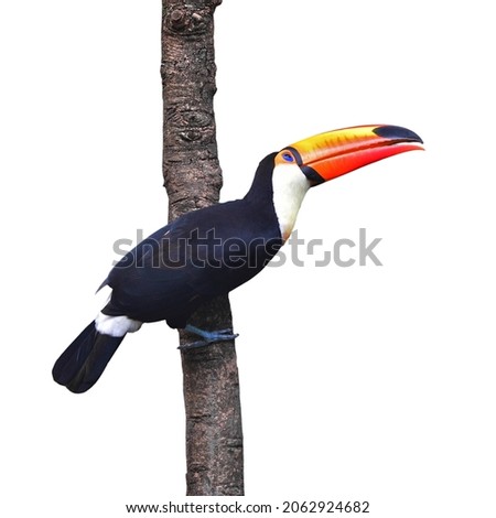 The Toucan Toco (Ramphastos toco) perching on a branch isolated on white background.