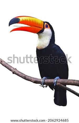 The Toucan Toco (Ramphastos toco) perching on a branch isolated on white background.