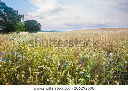 wildflowers on wheat field