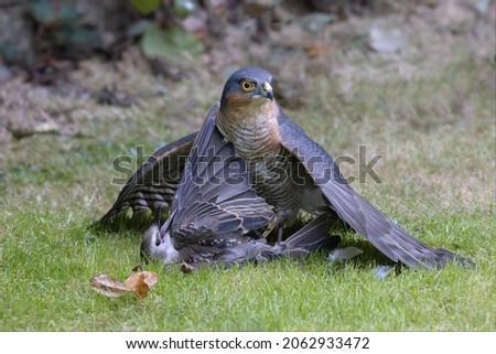 A Sparrowhawk on grass with its prey