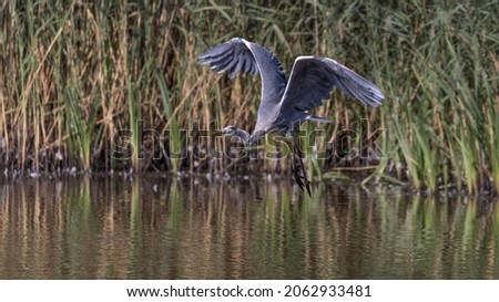 A Grey Heron fying over a lake