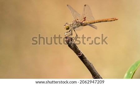 Dragonfly resting or maybe hunting from a twig or a grass ear. The background is the sky or the steppe surrounding with various colours from yellow to dark green.