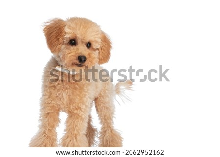 small caniche dog looking curious, wearing a leash and standing against white background Royalty-Free Stock Photo #2062952162