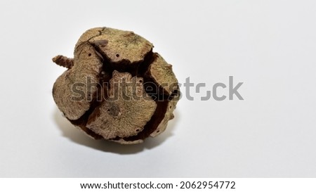 photos of pine cones on a white background.