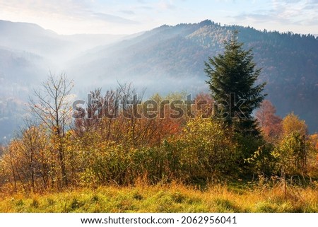 mountainous countryside landscape in autumn. trees on the hill in colorful foliage. beautiful nature scenery in the morning 