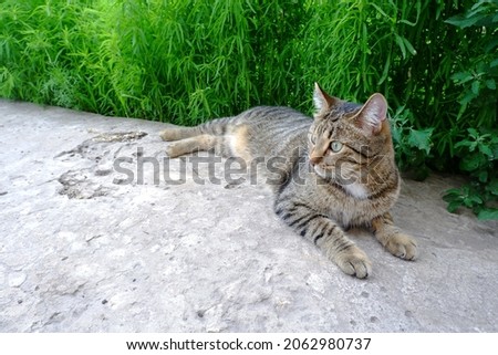 The cat lies on a concrete path. Domestic pet on the background of green foliage of kochia. Cute animal on a background of green garden grass.
