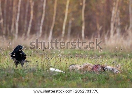Raven, Corvus corax, red fox carrion, Vulpes vulpes, in the meadow, scavenger and carrion, raven's meal in the wild Royalty-Free Stock Photo #2062981970