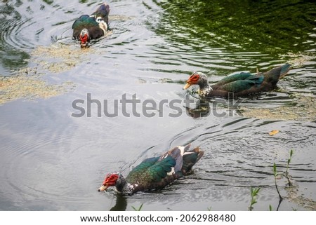 Three Muscovy Ducks swimming in a pond