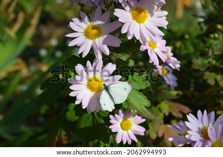 Chrysanthemum garden white-pink in the form of a chamomile. A bush of pale pink chrysanthemum with a butterfly sitting on a flower. 