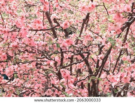 Japanese Quince flowers (Chaenomeles japonica) of pink color on sunny backdrop. Beautiful nature spring background with a branch of blooming Quince
