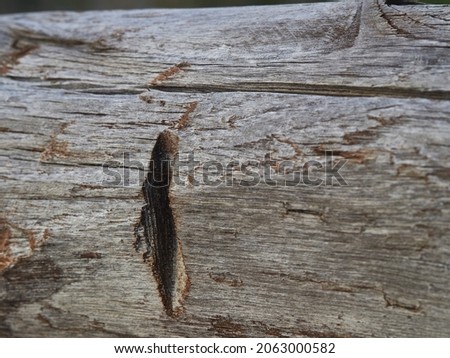 A picture of a tree cut down in a wood