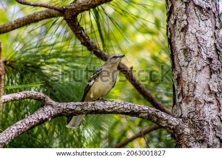 Northern Mockingbird on a tree branch