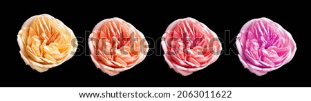 Rose isolated in black background, no shadow with clipping path, pastel david austin rose flower