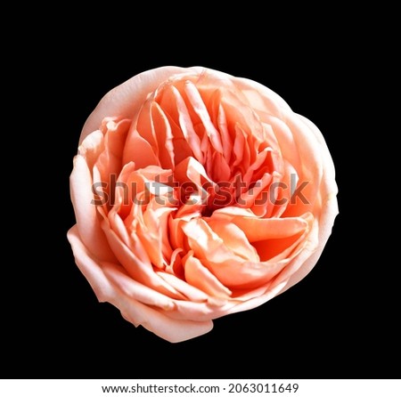 Rose isolated in black background, no shadow with clipping path, pastel david austin rose flower