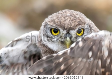 Young Little owl, Athene noctua, with open wings. In the wild. Close up. Royalty-Free Stock Photo #2063012546
