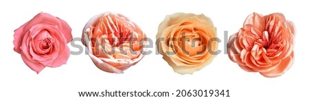 Rose isolated in white background, no shadow with clipping path, pastel david austin rose flower