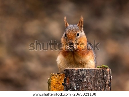 Sciuridae, squirrel eating peanut in woodland