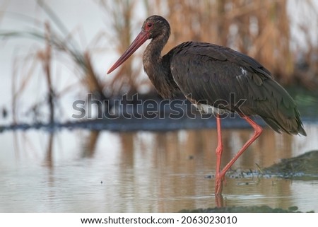 black stork in drying out pond on the island of Lesbos, Greece Royalty-Free Stock Photo #2063023010