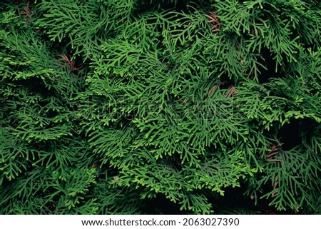 Natural plant green background of cypress twigs Royalty-Free Stock Photo #2063027390