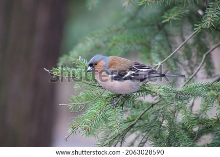 Common chaffinch sitting on a fir-tree Royalty-Free Stock Photo #2063028590