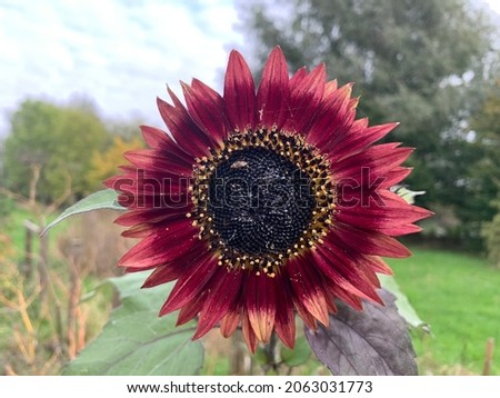 Red and orange sunflower in the autumn