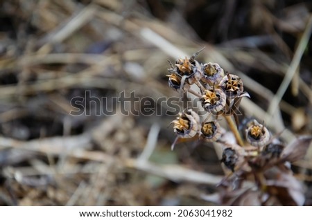 Buds of dried plants with seeds with copy space. Selective focus on branch of dried flowers on blurred background. Autumn season concept.