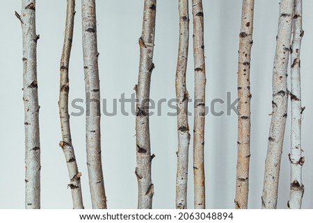 texture background of trunks of different alder and aspen trees on a white background Royalty-Free Stock Photo #2063048894