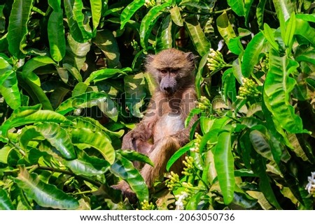 Olive baboon (Papio anubis), also called the Anubis baboon, on a tree in Lake Manyara National Park in Tanzania
