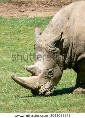 Rhinoceros eating grass  in a zoo environment