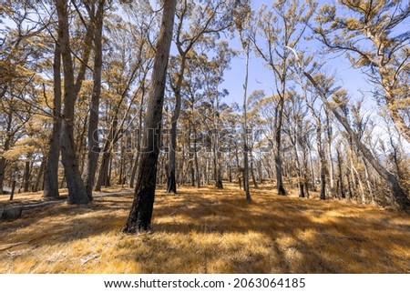 Photograph looking up to the sky through large trees that are regenerating from being burnt by bushfire in the Blue Mountains in Australia