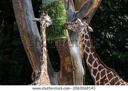 The giraffe, Giraffa camelopardalis is an African even-toed ungulate mammal, the tallest of all extant land-living animal species, and the largest ruminant.