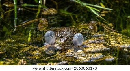Common frog, Rana temporaria, single reptile croaking in water, also known as the European common frog or European grass frog, is a semi-aquatic amphibian of the family Ranidae