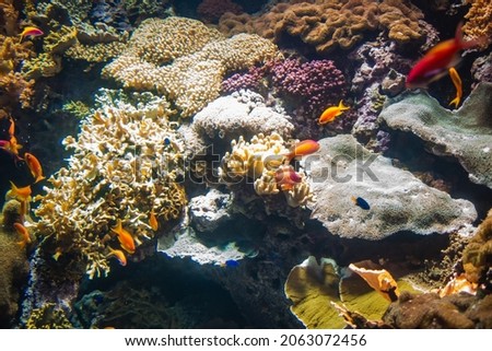 a marine aquarium with colorful stones and fish