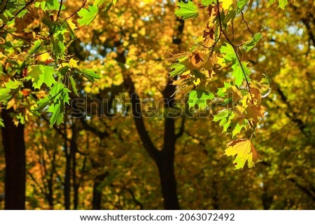 autumn background, pictured trees in the park in autumn