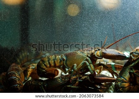 A live caught lobster sitting at the bottom of a brightly lit tank waiting to be cooked and eaten.Maine lobster Homarus Americanus.