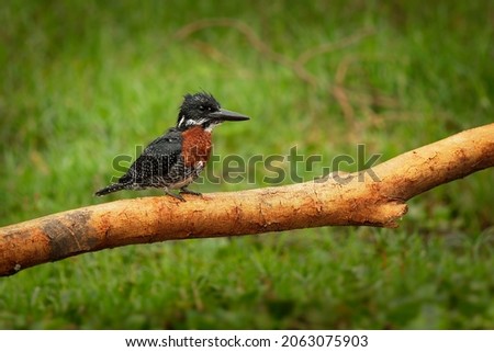 Giant Kingfisher - Megaceryle maxima  is the largest kingfisher in Africa, resident breeding bird. Orange and pied black and white color with strong bill. Fisher and hunter waiting for attack.